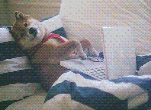 Perrito udea.meme